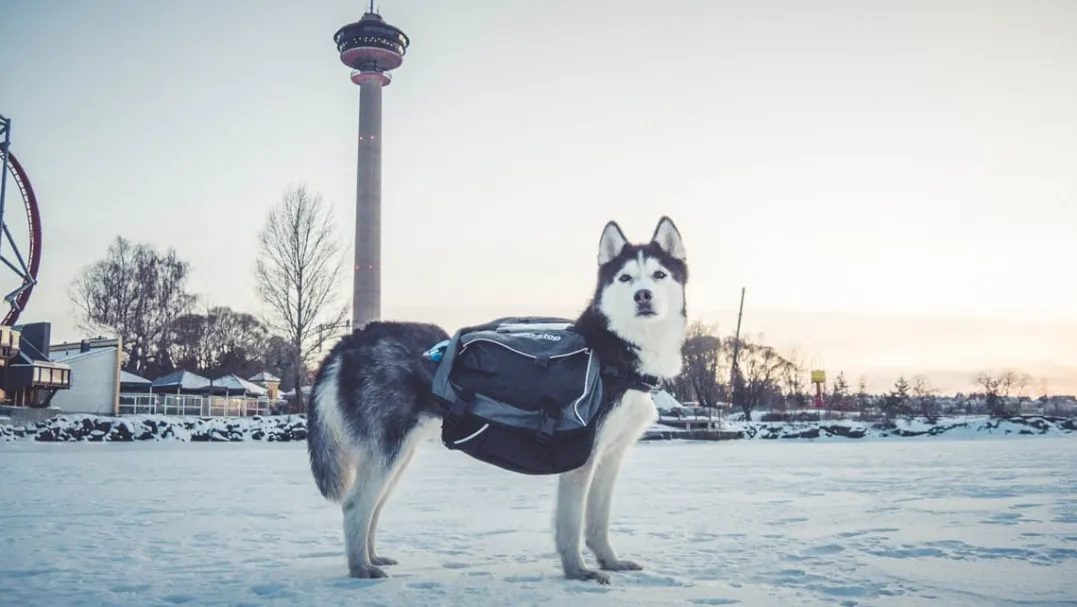 Non-stop Dogwear AmundsenGray/Black