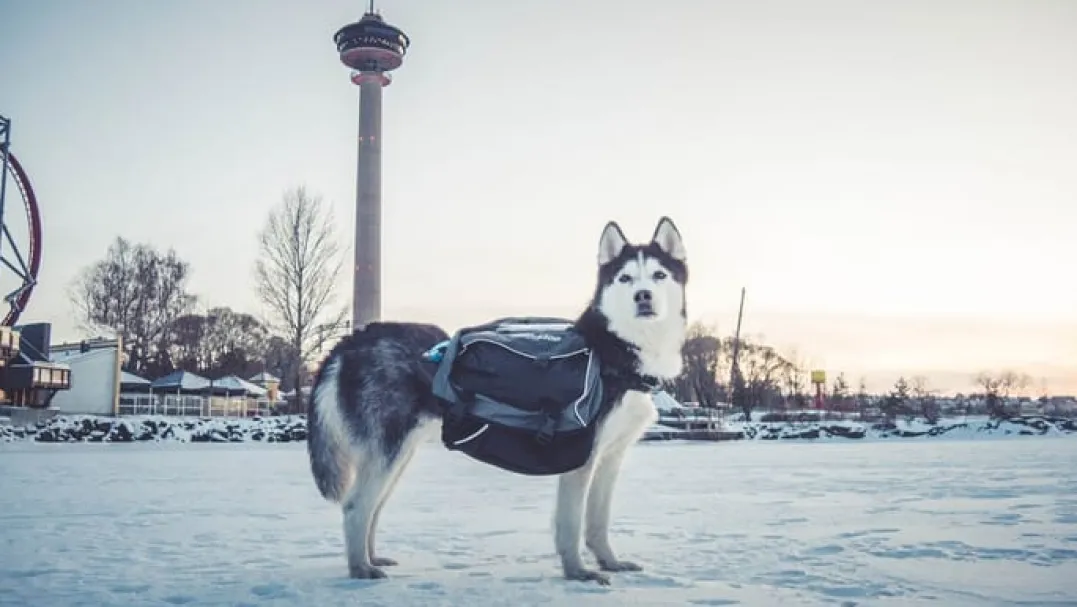 Non-stop Dogwear AmundsenGray/Black