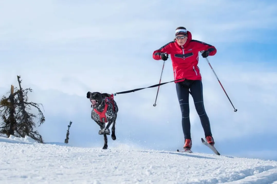Non-stop Dogwear Combined Harness Red