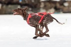 Non-stop Dogwear Combined Harness Red