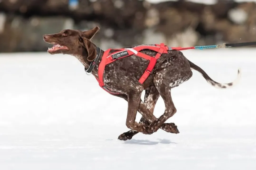 Non-stop Dogwear Combined Harness Red