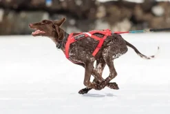 Non-stop Dogwear Combined Harness Red
