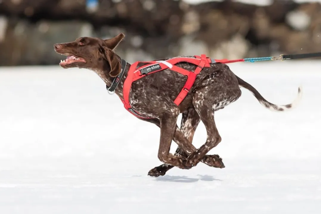 Non-stop Dogwear Combined Harness Red