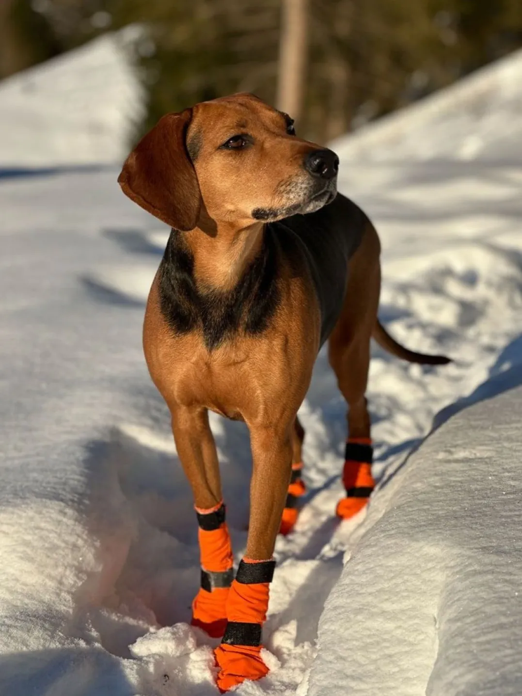 Non-stop Dogwear Contact Bootie High Orange