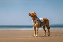 Non-stop Dogwear Cooling Vest Light gray/Teal