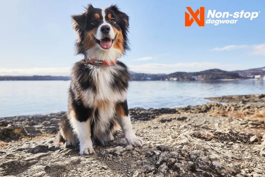 Non-stop Dogwear Cruise Collar Orange