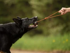 Non-stop Dogwear Dog Ball On Rope 70x70 Orange/black