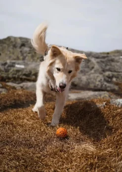 Non-stop Dogwear Dog Ball 70x70 Orange/black