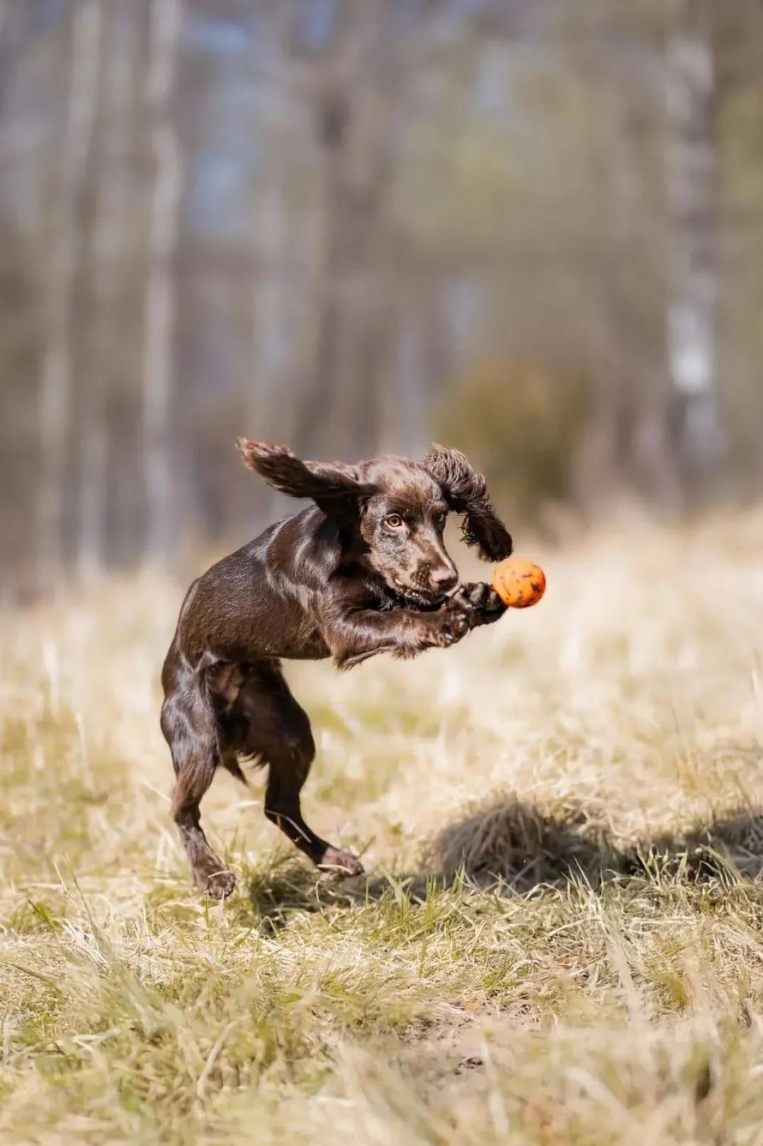 Non-stop Dogwear Dog Ball 60x60 Orange/black