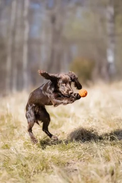 Non-stop Dogwear Dog Ball 60x60 Orange/black