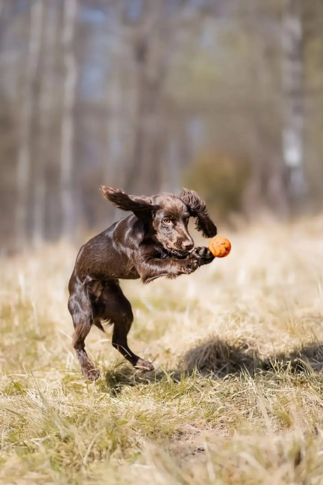 Non-stop Dogwear Dog Ball 60x60 Orange/black
