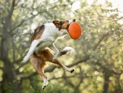 Non-stop Dogwear Dog Flying Disc Orange/black