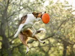 Non-stop Dogwear Dog Flying Disc Orange/black