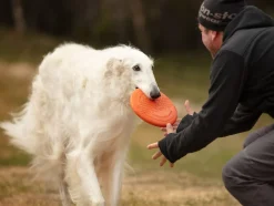 Non-stop Dogwear Dog Flying Disc Orange/black