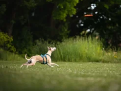 Non-stop Dogwear Dog Flying Disc Orange/black