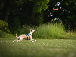 Non-stop Dogwear Dog Flying Disc Orange/black