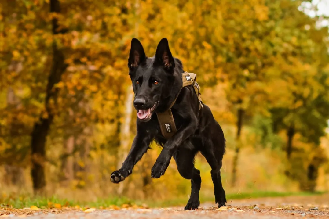 Non-stop Dogwear Freemotion Harness Defense Green