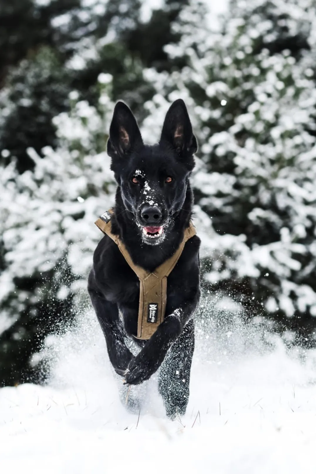 Non-stop Dogwear Freemotion Harness Defense Green