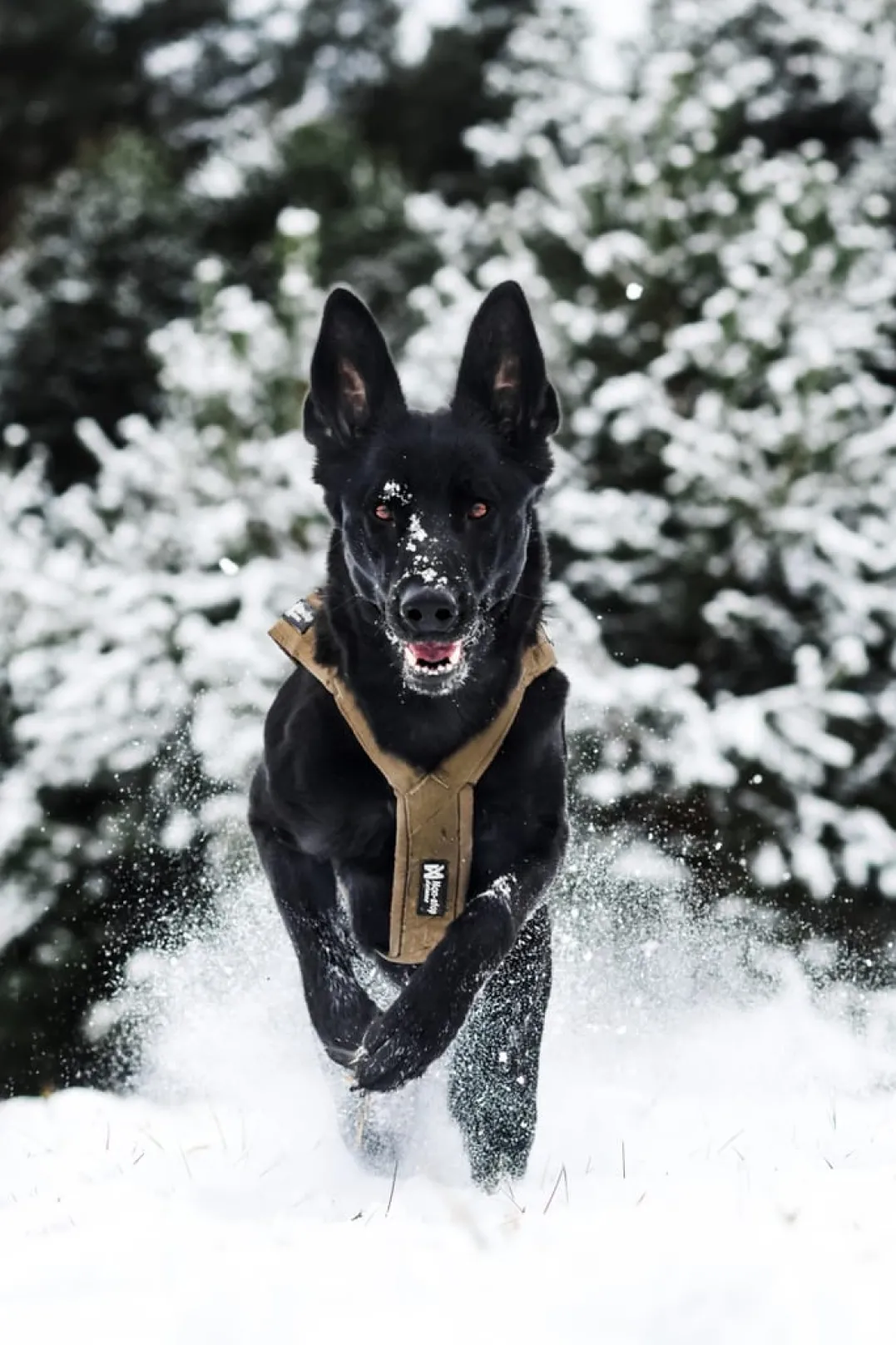 Non-stop Dogwear Freemotion Harness Defense Green