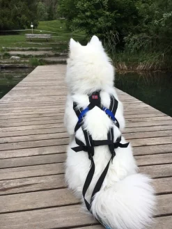 Non-stop Dogwear Freemotion Harness Black