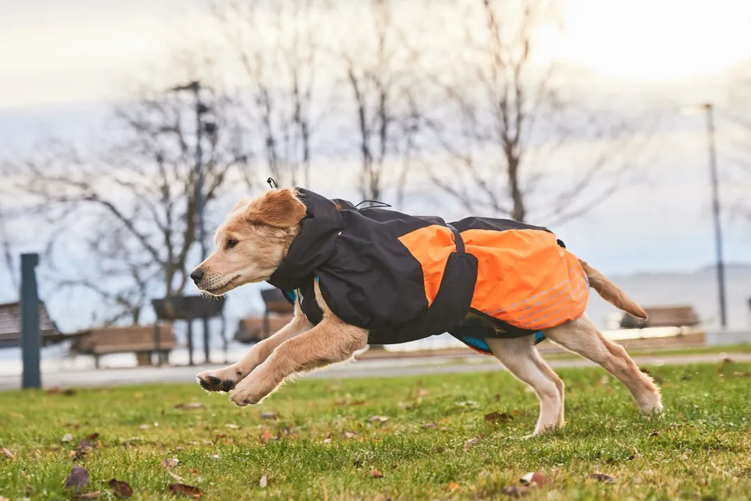 Non-stop Dogwear Glacier Dog Jacket 2.0 - Small Sizes Black/Orange