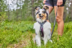 Non-stop Dogwear Line Harness 5.0 Orange