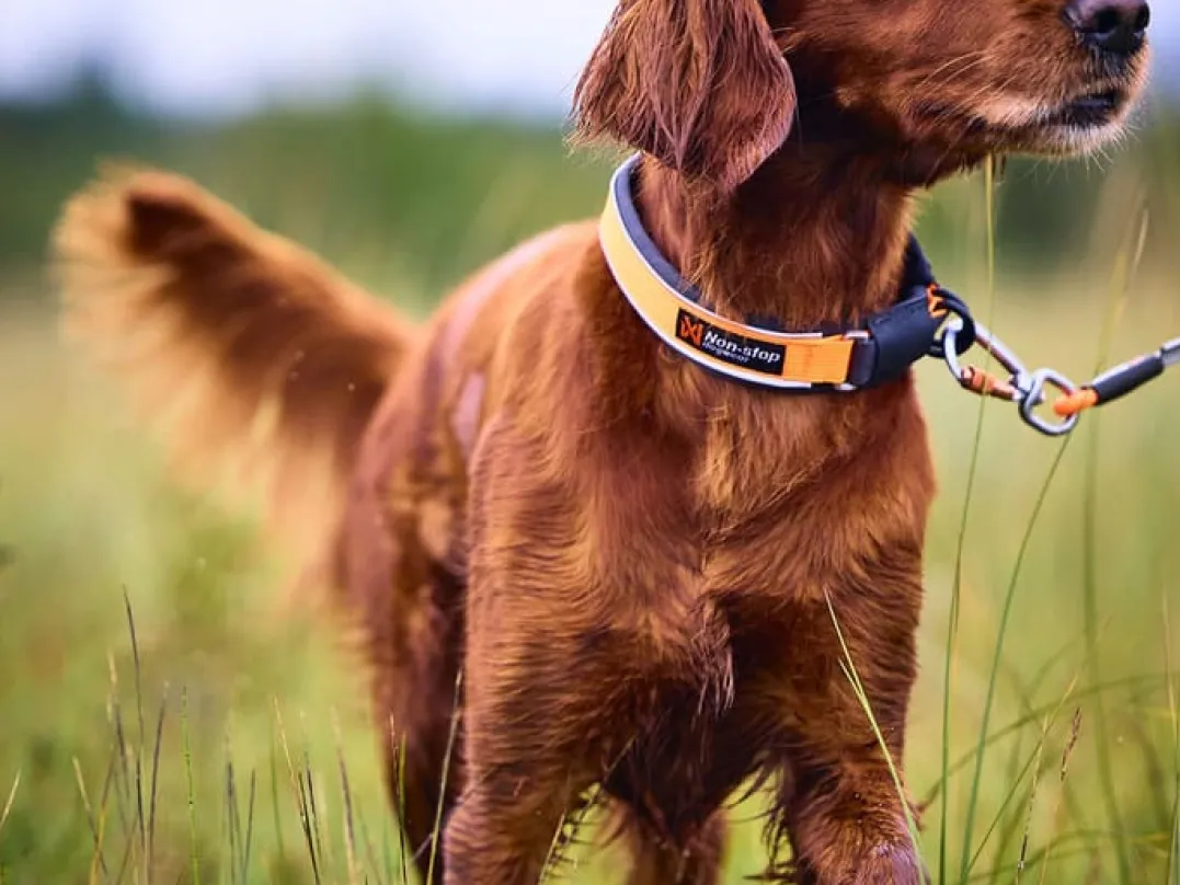 Non-stop Dogwear Protector Collar Orange