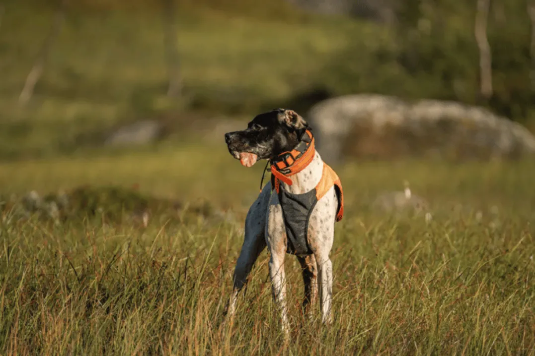 Non-stop Dogwear Protector Vest 2.0 Orange