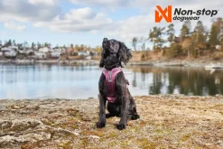 Non-stop Dogwear Ramble Harness Orange