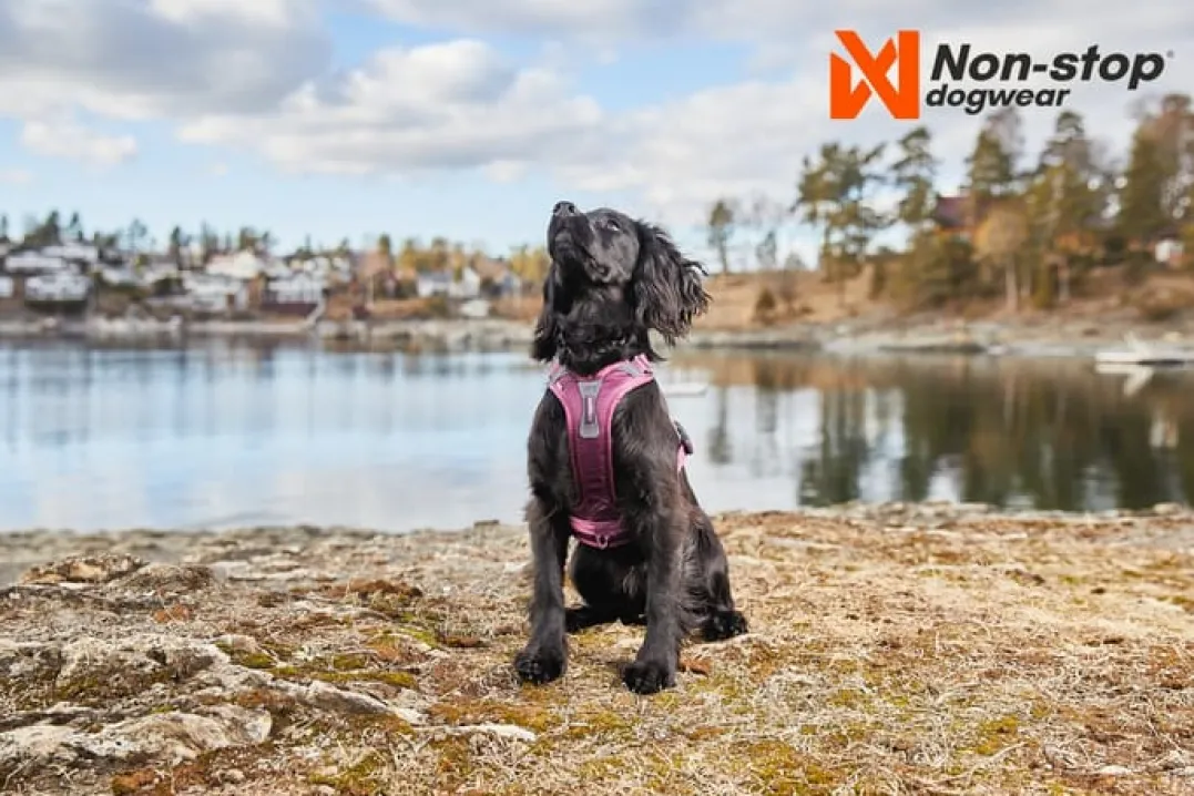Non-stop Dogwear Ramble Harness Orange