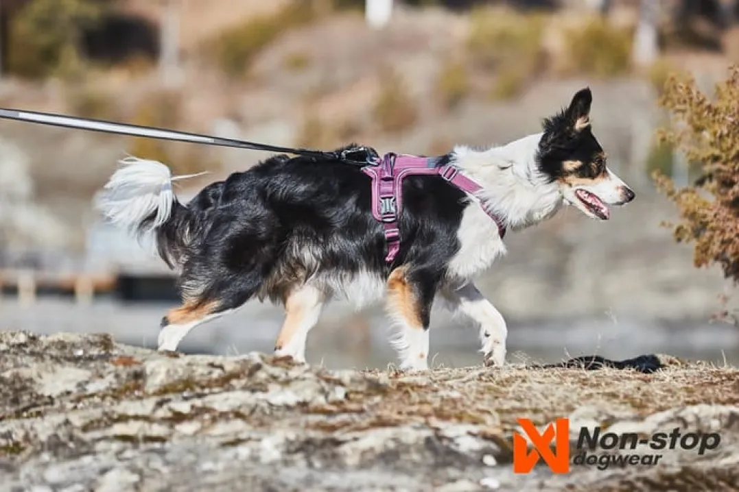 Non-stop Dogwear Ramble Harness Orange