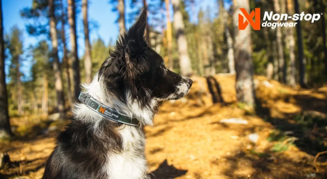 Non-stop Dogwear Roam Collar Black