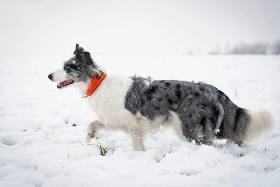 Non-stop Dogwear Safe Collar, Cm Orange