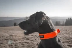 Non-stop Dogwear Safe Collar, Cm Orange