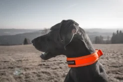 Non-stop Dogwear Safe Collar, Cm Orange