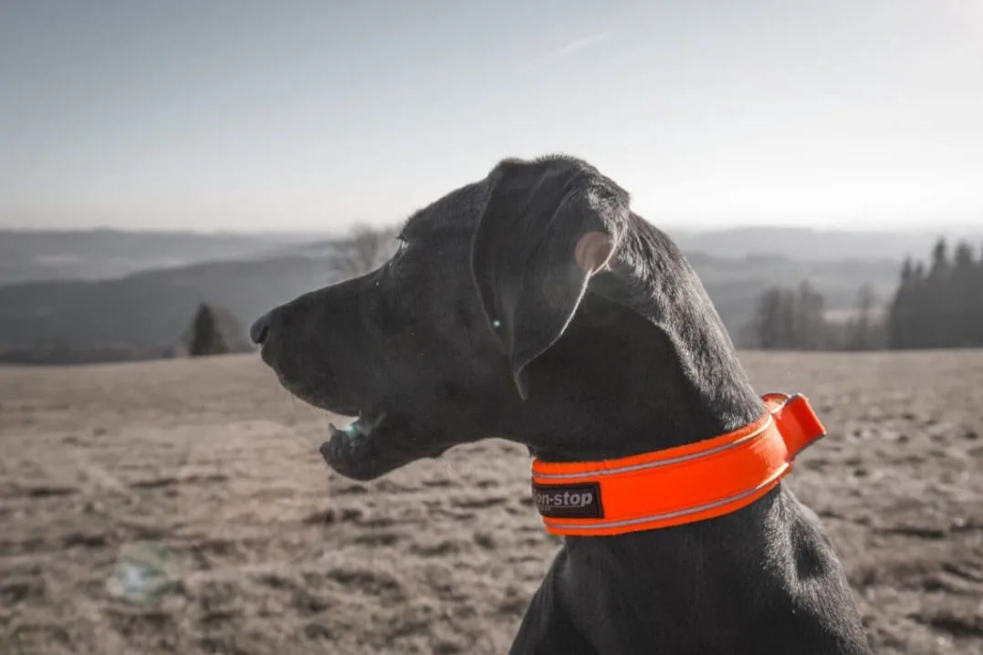 Non-stop Dogwear Safe Collar, Cm Orange