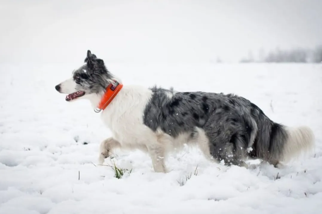 Non-stop Dogwear Safe Collar, Cm Orange
