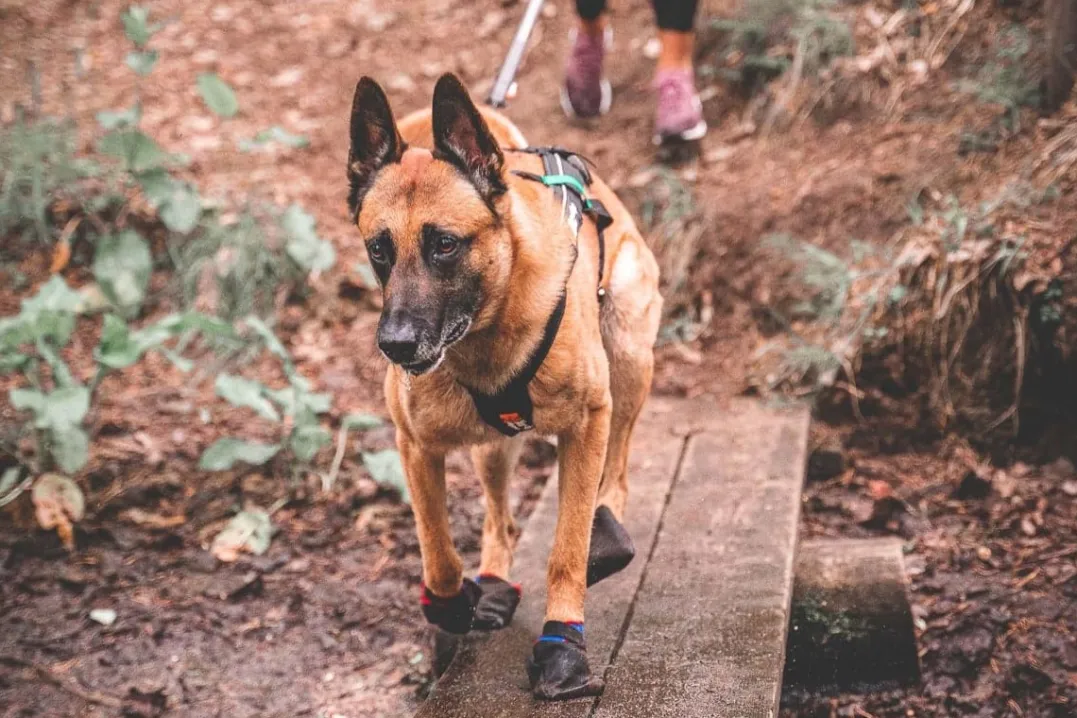 Non-stop Dogwear Solid Booties Black