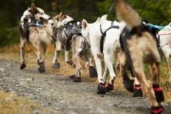Non-stop Dogwear Solid Booties Black