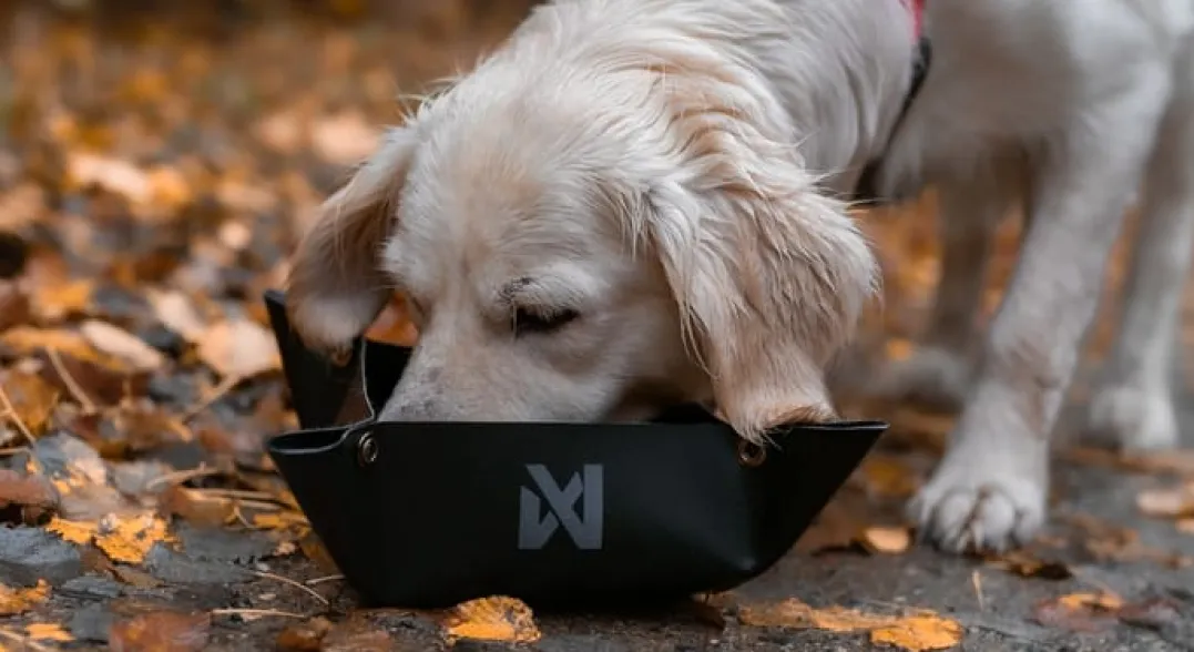 Non-stop Dogwear Trekking Bowl
