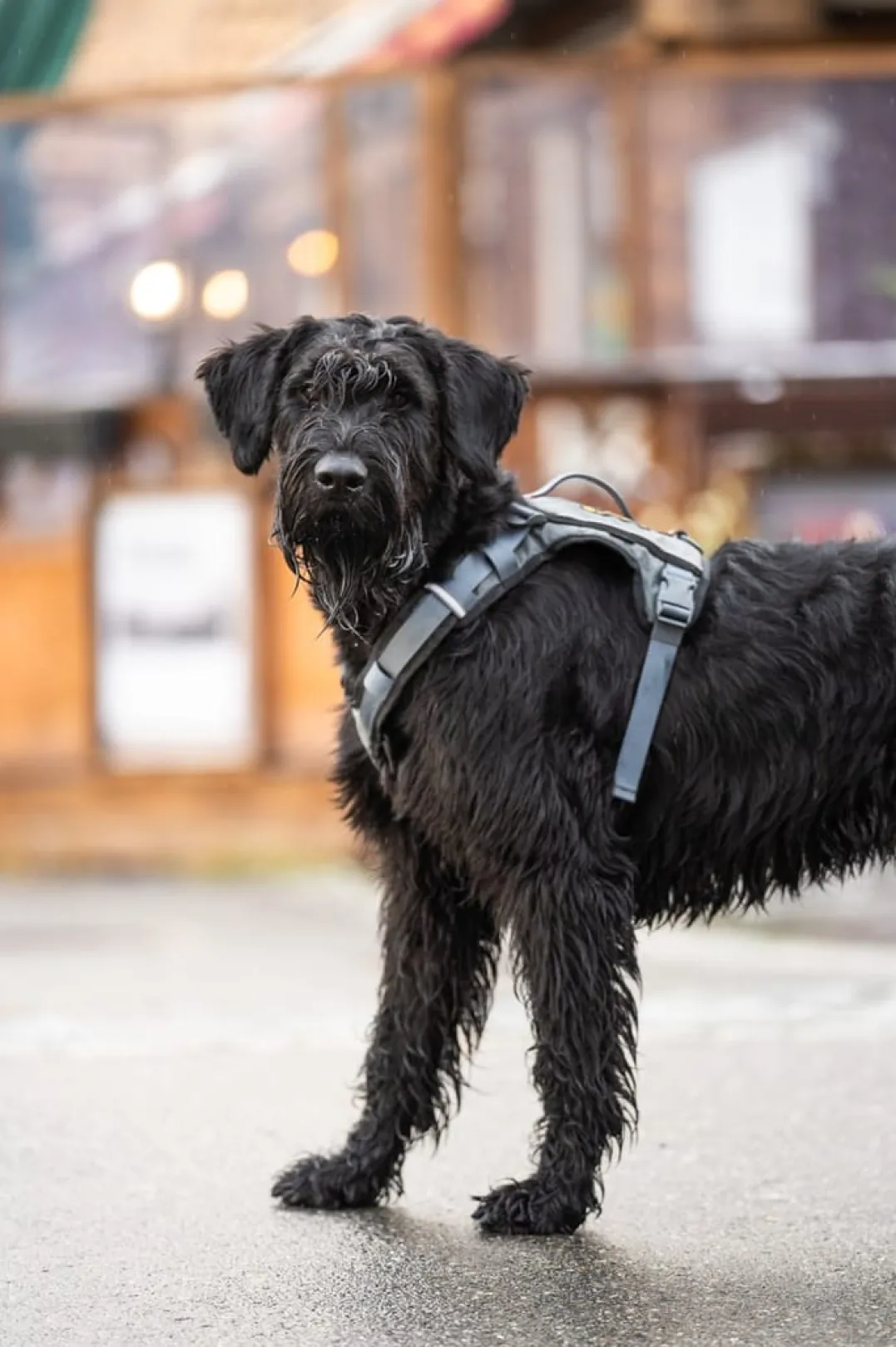Seleverkstedet Comfort dog harness Grå/brun
