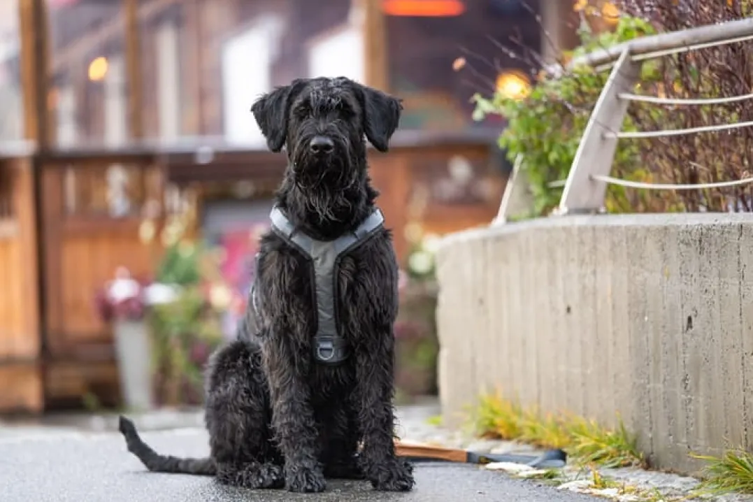 Seleverkstedet Comfort dog harness Grå/brun