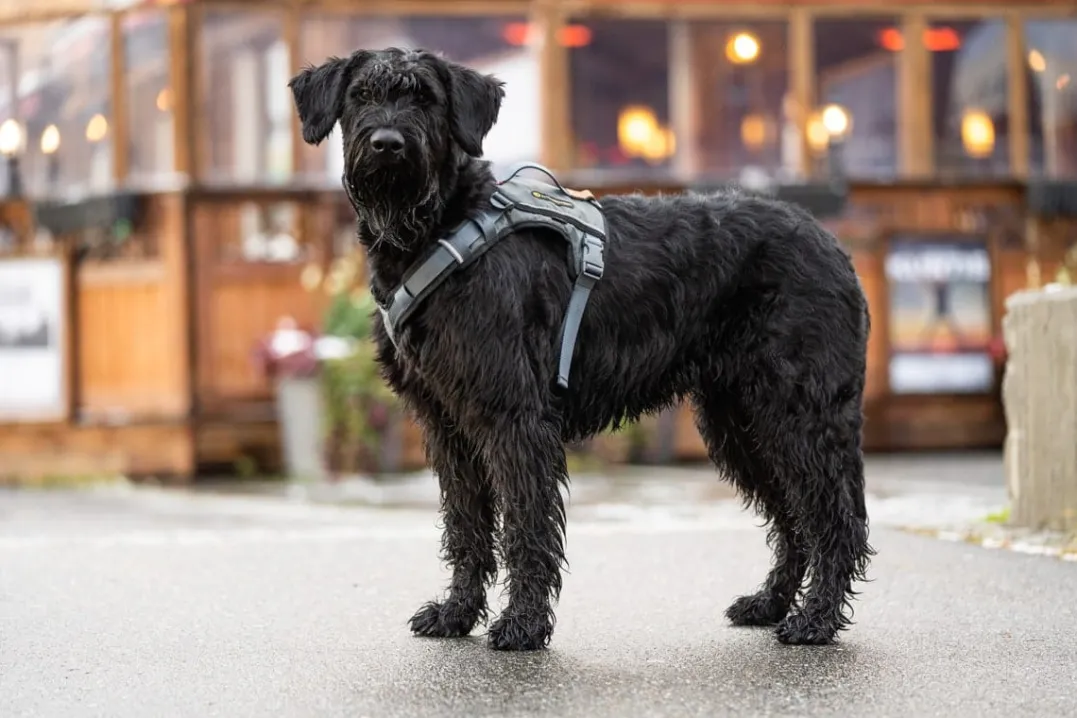 Seleverkstedet Comfort dog harness Grå/brun