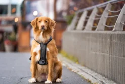 Seleverkstedet Comfort dog harness Grå/brun