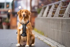 Seleverkstedet Comfort dog harness Grå/brun