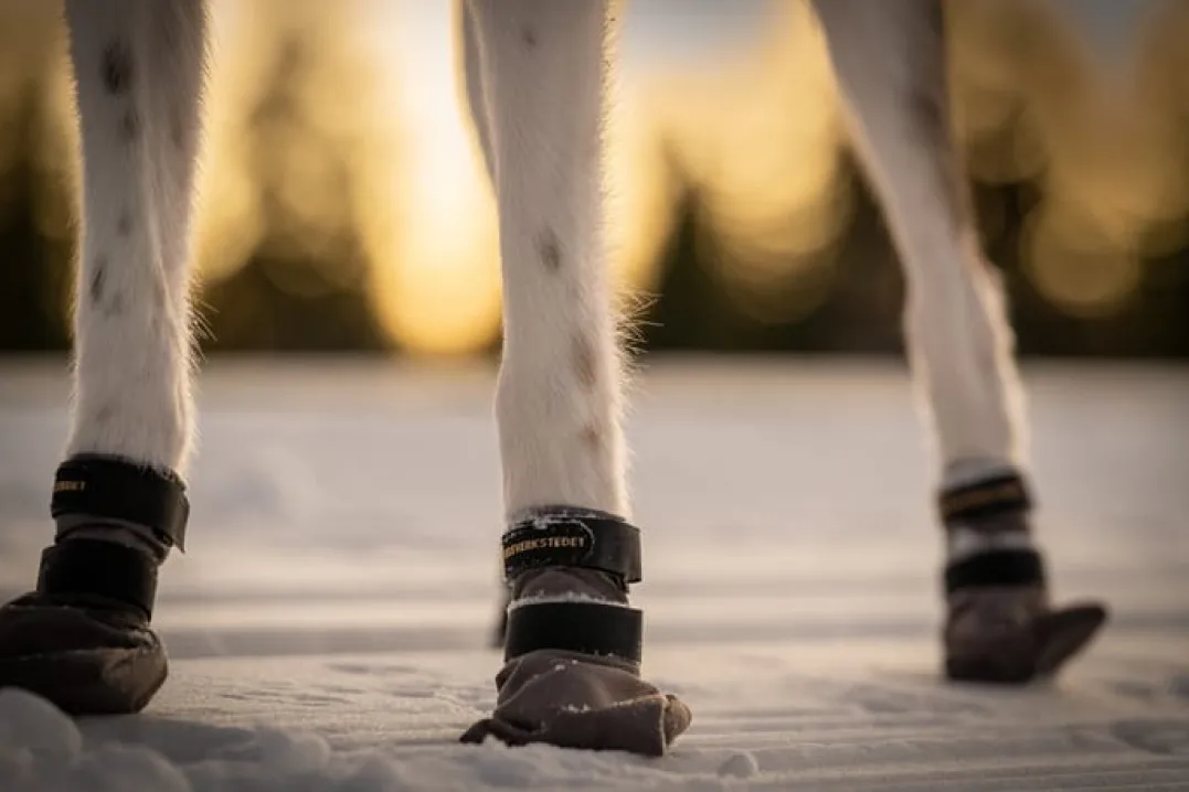 Seleverkstedet Seleverkstedet High Endurance dog boot 4pk Grå/svart