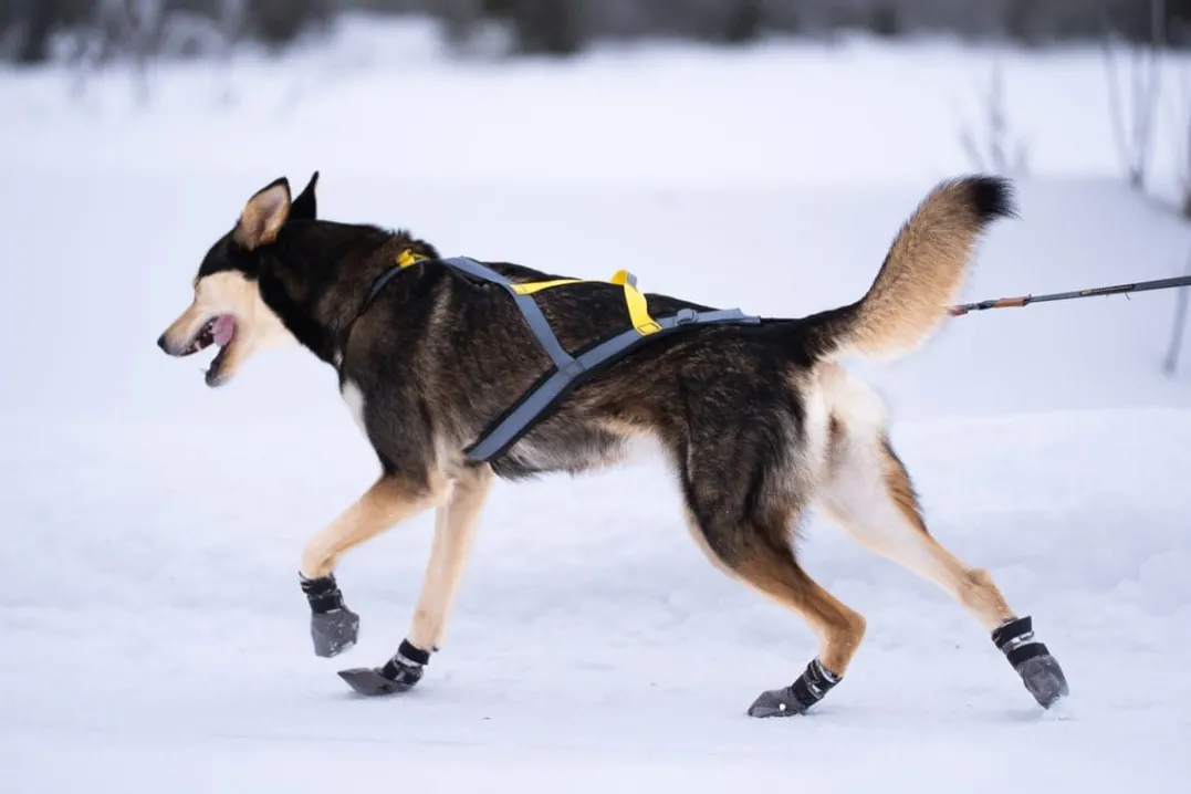 Seleverkstedet Seleverkstedet High Endurance dog boot 4pk Grå/svart