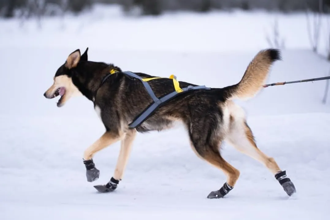 Seleverkstedet Seleverkstedet High Endurance dog boot 4pk Grå/svart