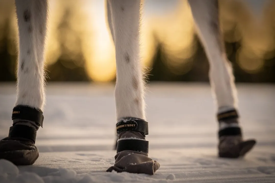 Seleverkstedet Seleverkstedet High Endurance dog boot 4pk Grå/svart