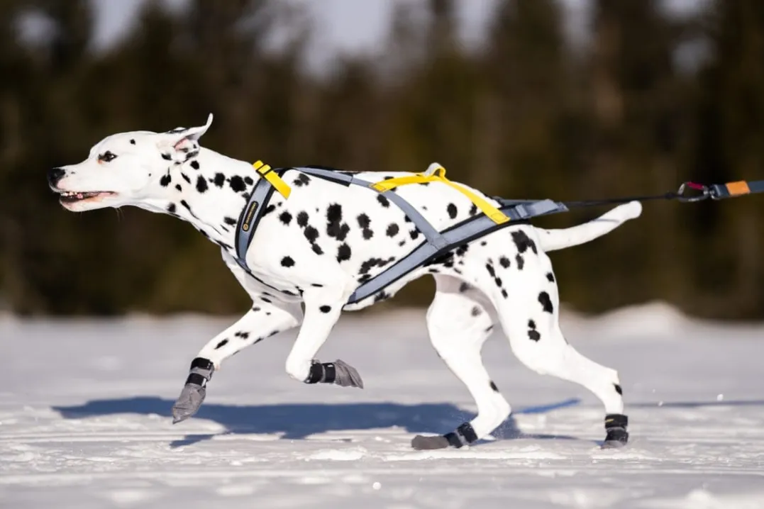 Seleverkstedet Seleverkstedet Nome racing dog harness Grå/svart/gul